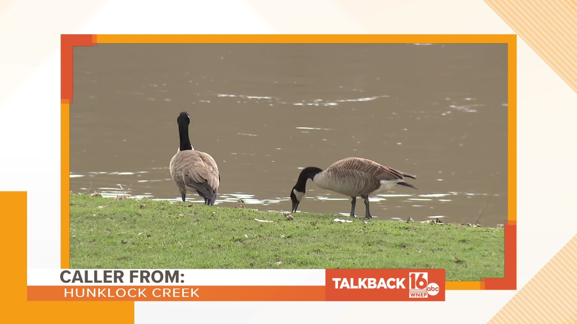 Callers give their opinion of the geese that are set to be euthanized in Columbia County.