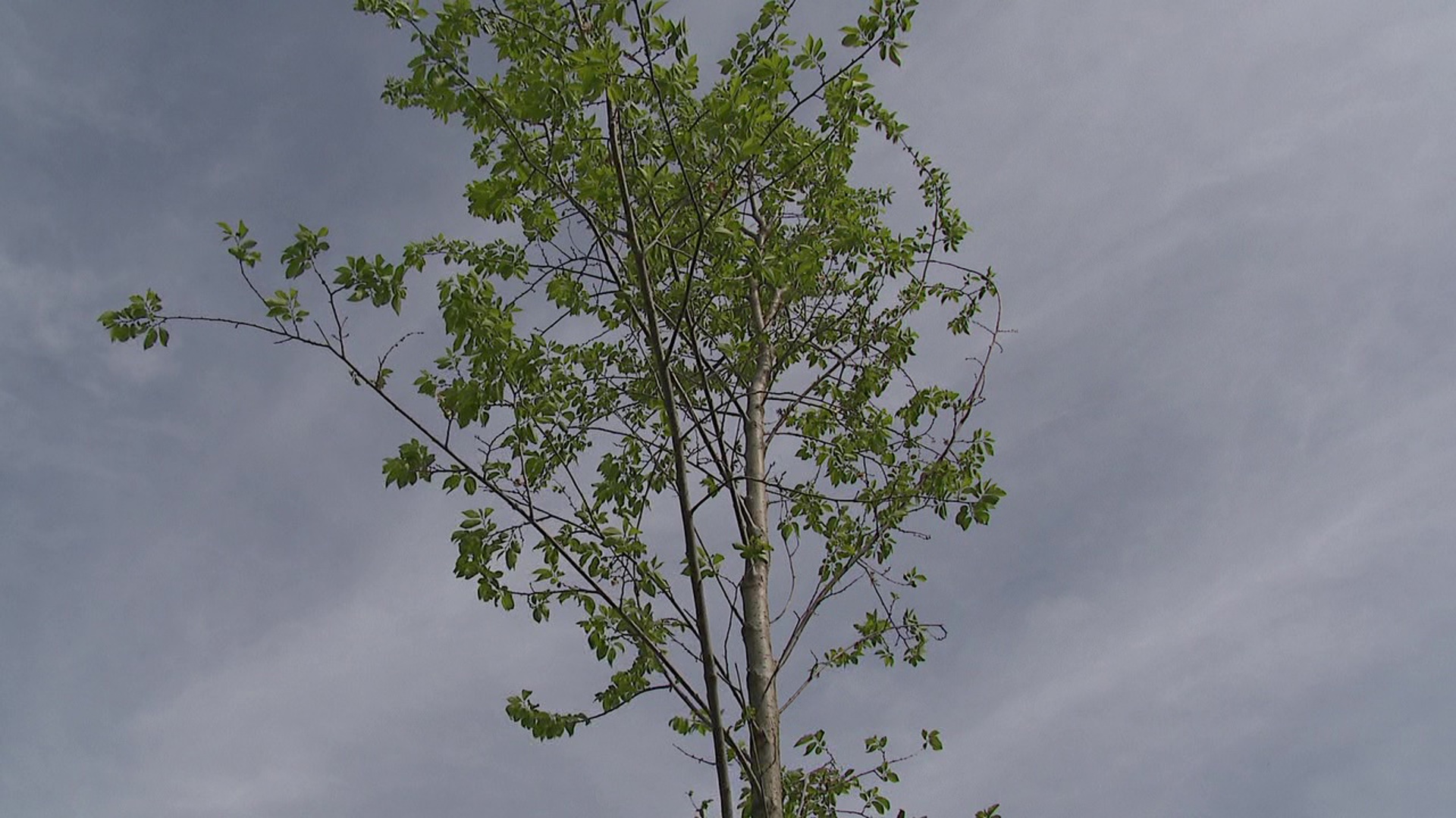 A 20-foot homestead elm tree was planted on Marywood's campus as a reminder and encouragement to kindness.