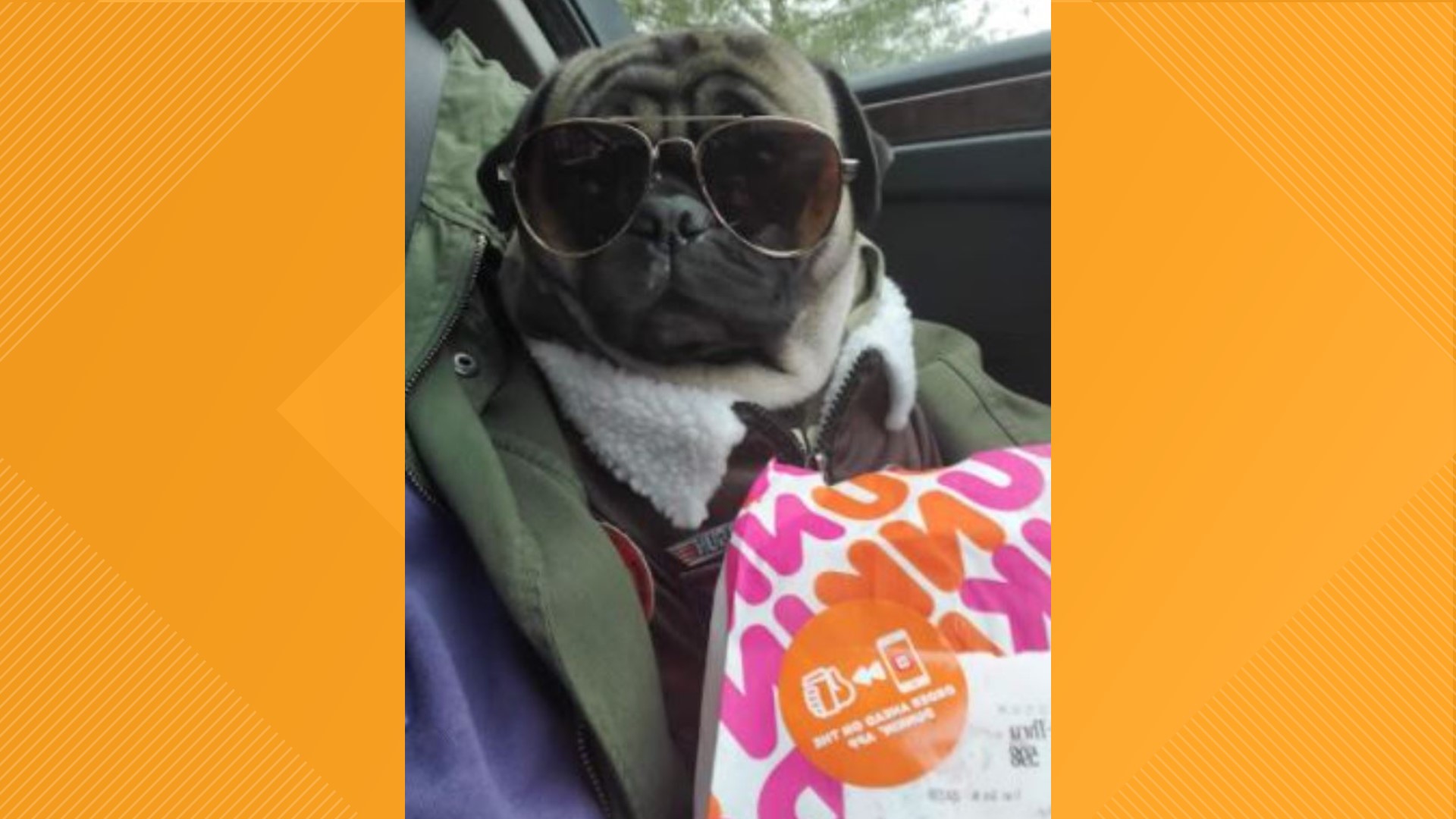 A pug named "Polo" from Wayne County is capturing the hearts of thousands of people worldwide, all through his own special Facebook group.