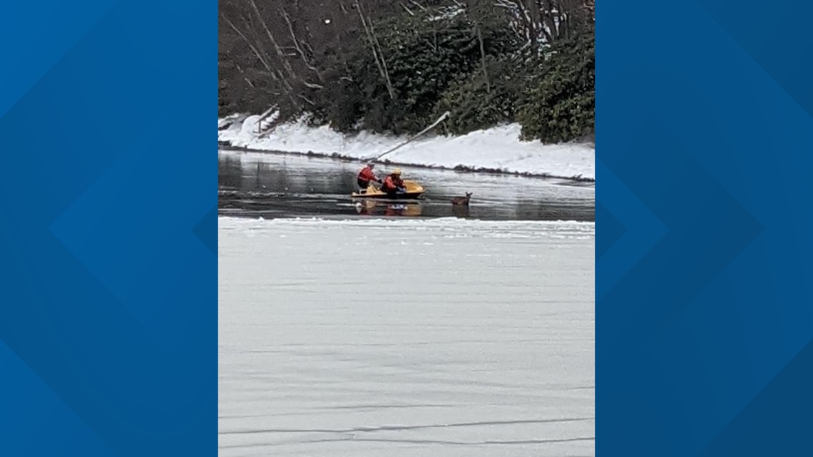 Deer Rescued From Icy Lake | Wnep.com