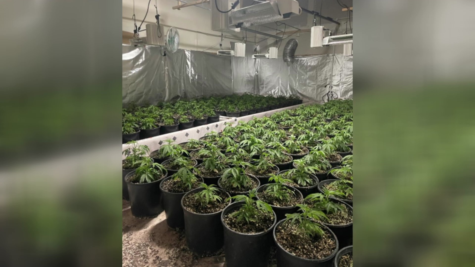 Authorities found approximately 600 marijuana plants and 100 pounds of harvested marijuana at a home in Scranton.