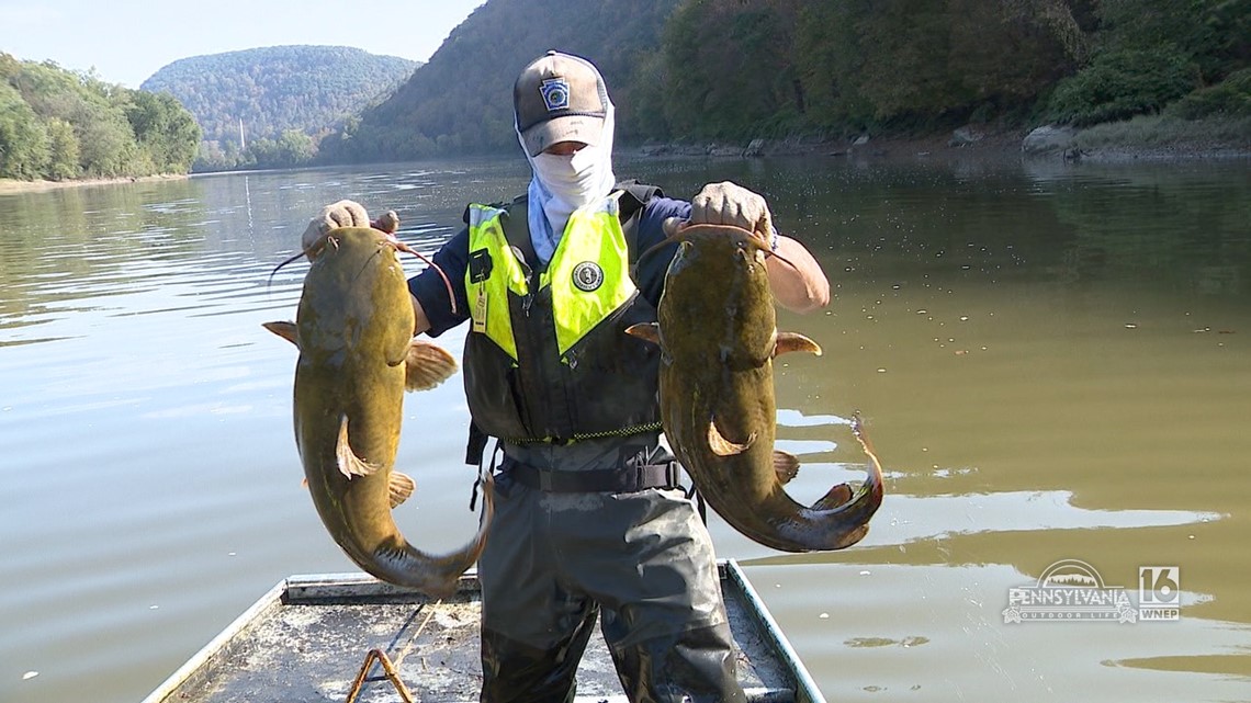 Flathead Catfish Explosion on the Susquehanna River