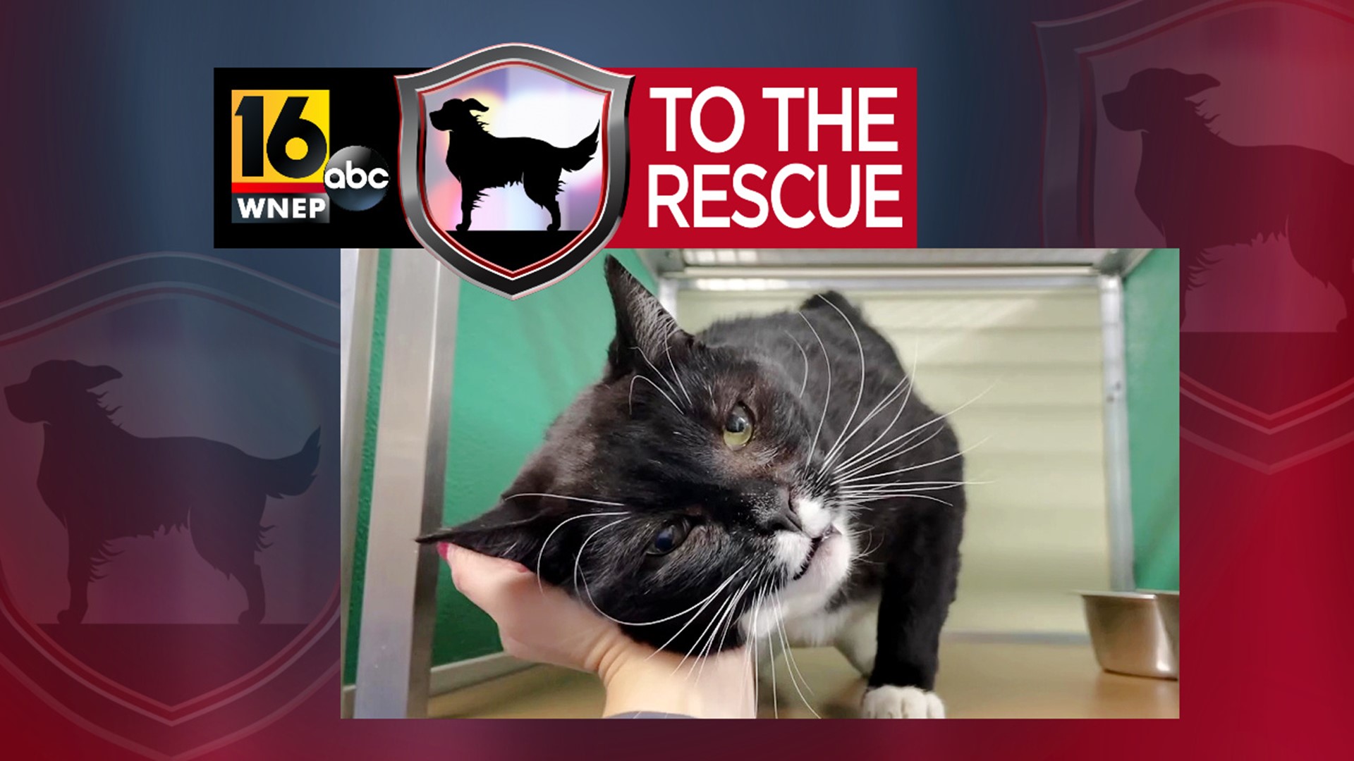 In this week's 16 To The Rescue, we meet a 4-year-old cat who keeps getting overlooked because he has an autoimmune disease.