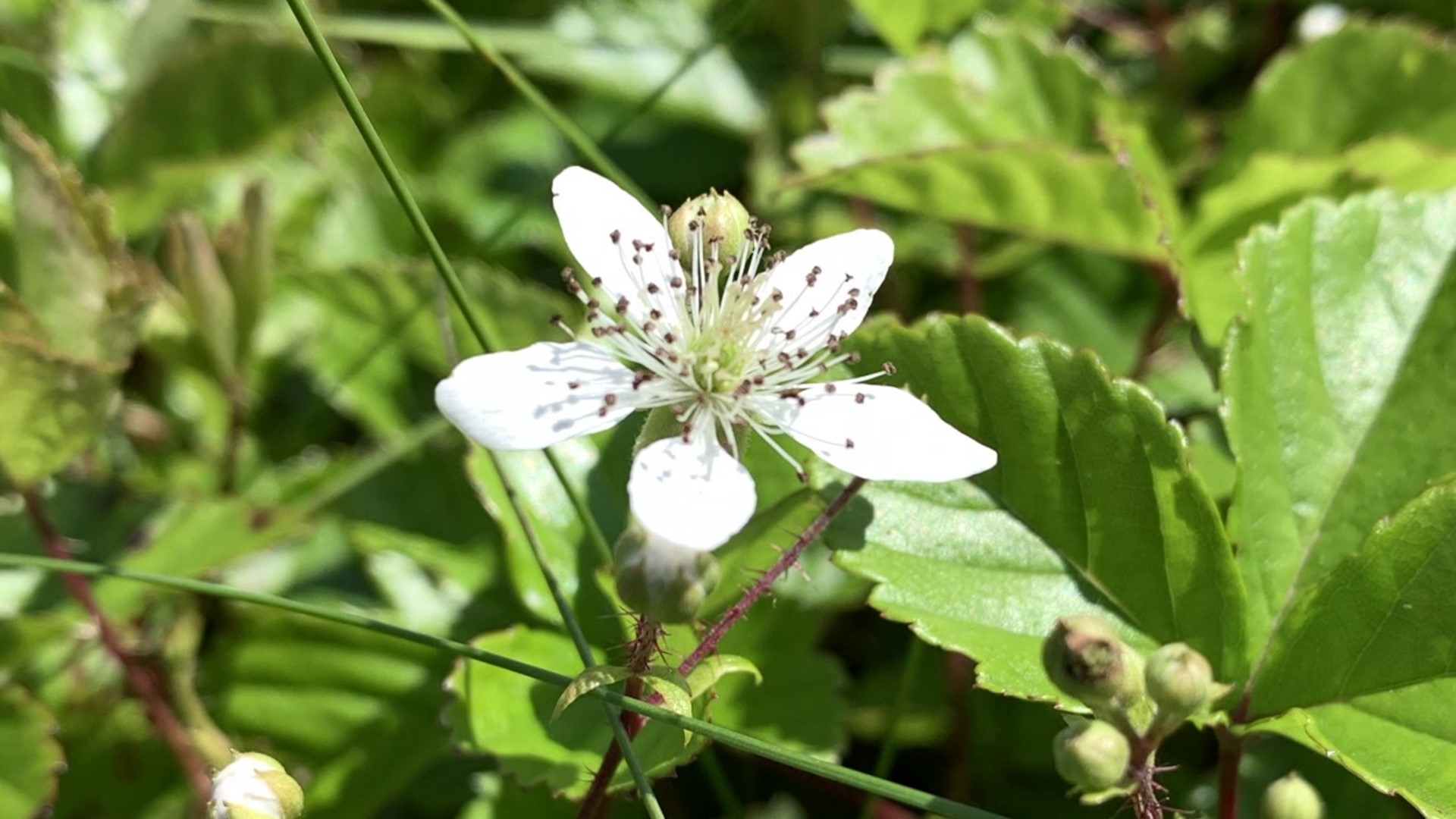 Jon Meyer headed to Moosic Mountain and spotted different kinds of blooms at this beautiful preserve.