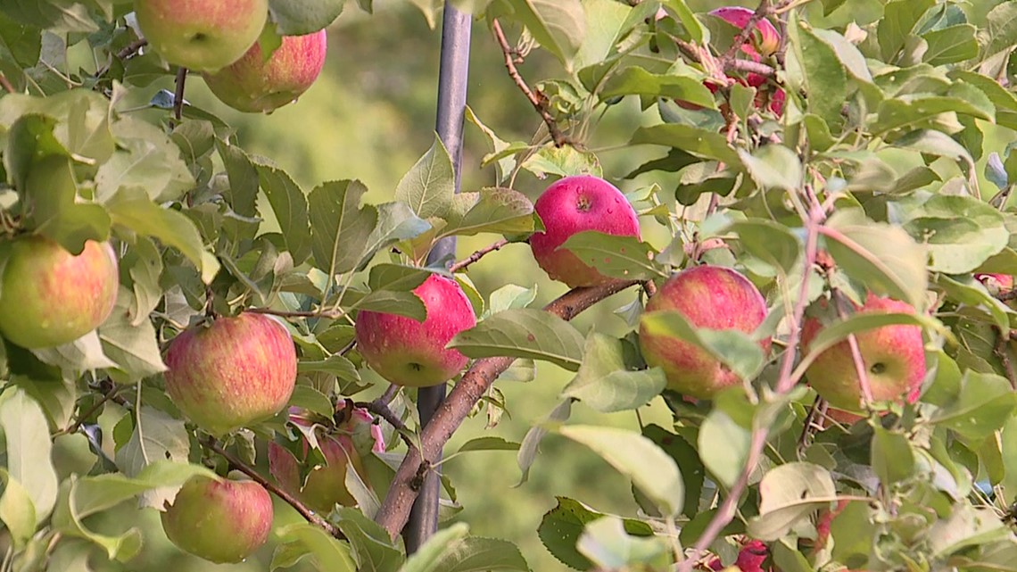 Wet weather helping apple season in Lycoming County - Vimarsana News
