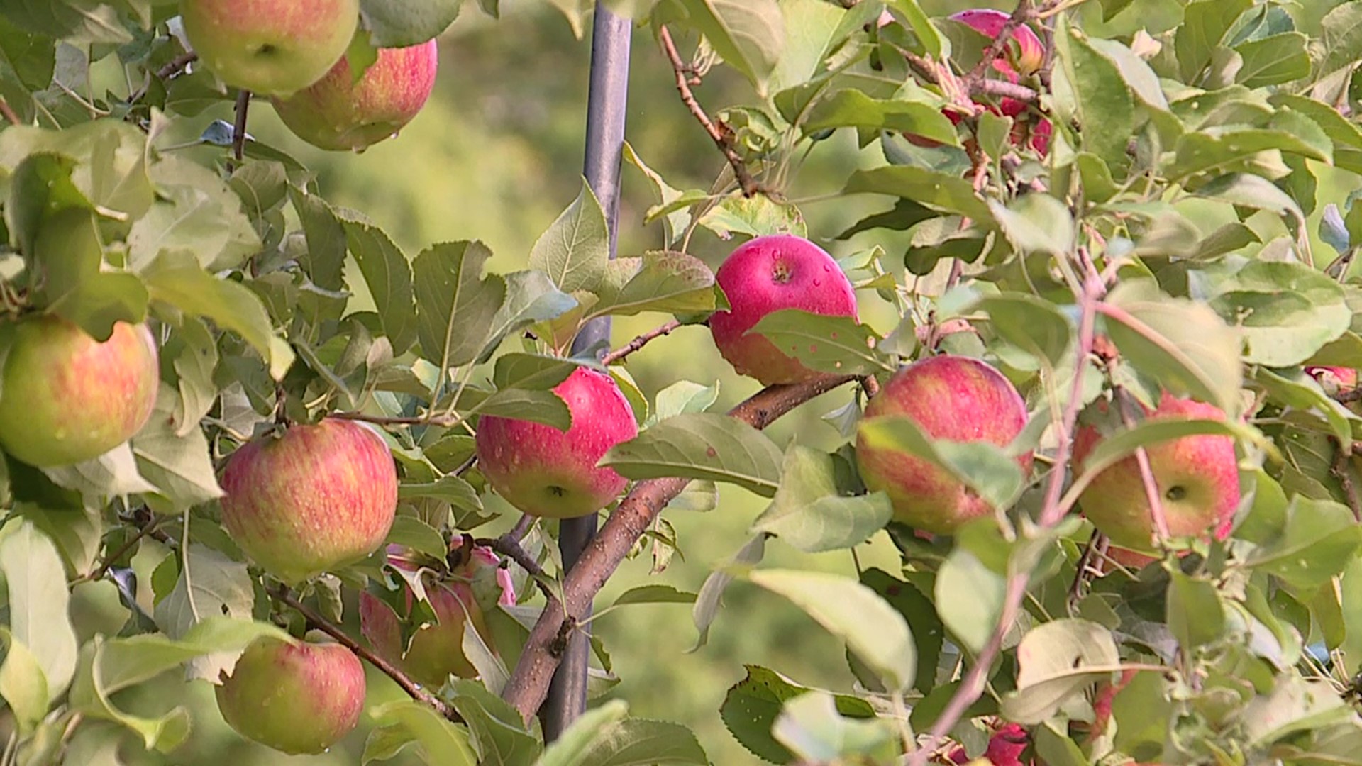 The recent rainfall in central Pennsylvania has given an area apple orchard a big boost lately.