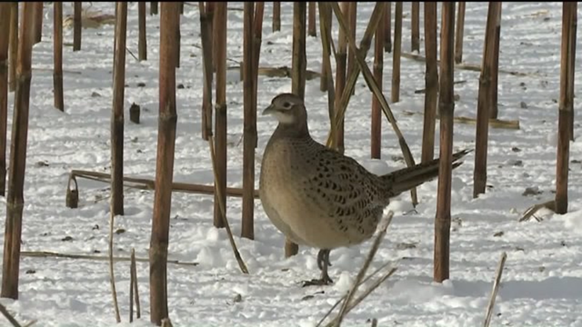 PA Game Commission: Pheasant Farm in Lycoming County to Close