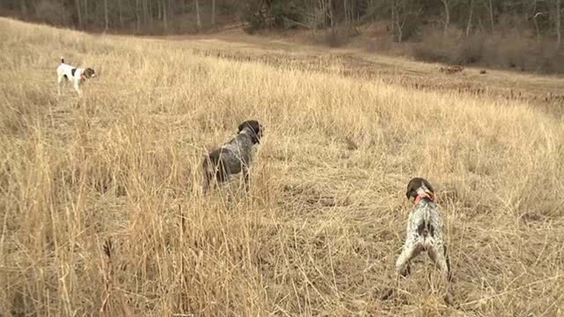 Wnep Pointer Dusty W German Shorthaired Pointers Hunt | wnep.com