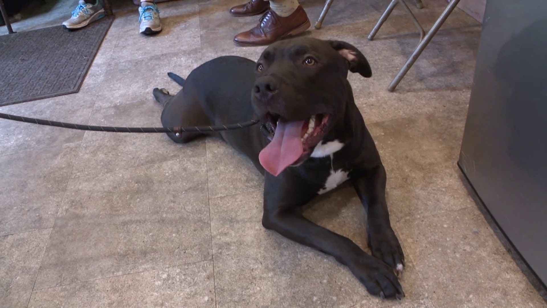 Local SPCA looks to find a roughly one year old pup a new home after owner was arrested after a standoff.