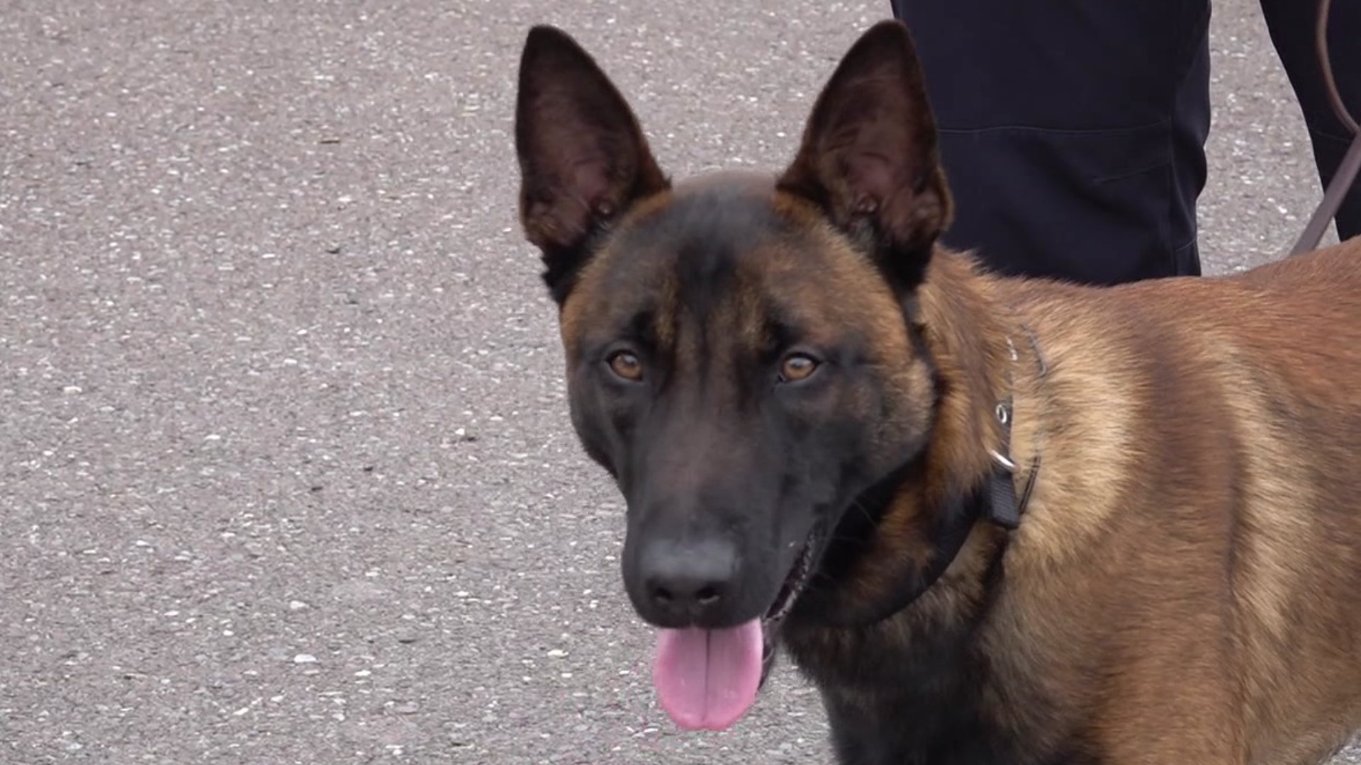 The protection of students and community members is top priority at Bloomsburg University, which is why the university added a bomb sniffing K-9 to its police dept.
