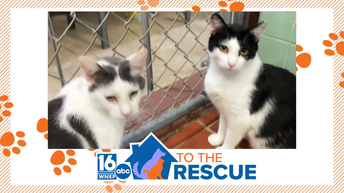16 To The Rescue: Michael, Abraham at St. Cats & Dogs in Scranton ...