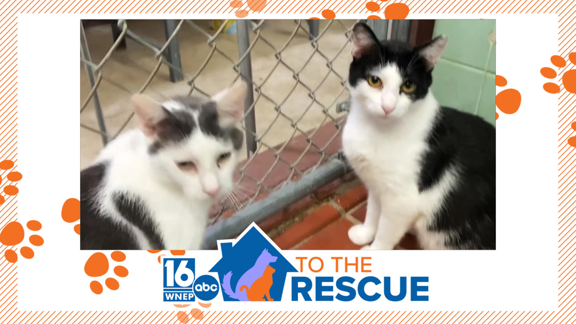 In this week's 16 To The Rescue, we meet a pair of cats rescued from a hoarding situation with more than 20 others, but these two should stay together.