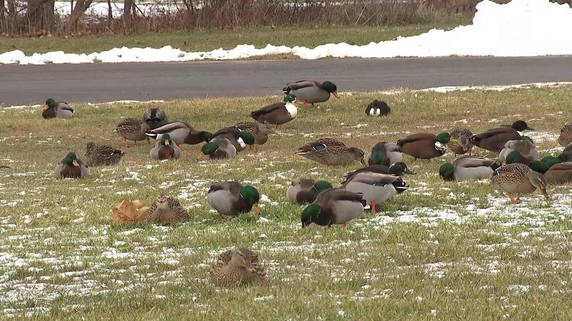 Supervisors in East Buffalo Township say people are illegally dumping their pet ducks. Newswatch 16's Nikki Krize explains the "fowl" play.