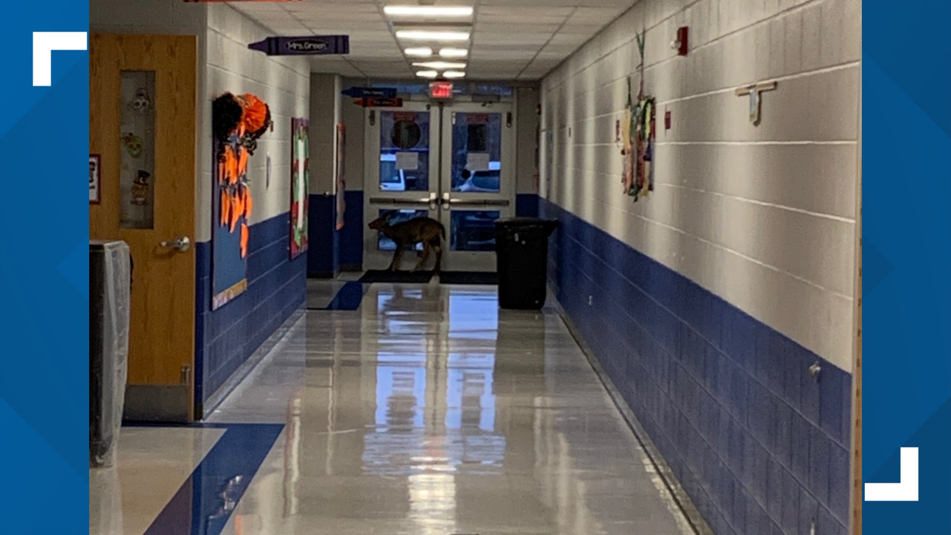 A deer made its way inside of elementary school in Schuylkill County.