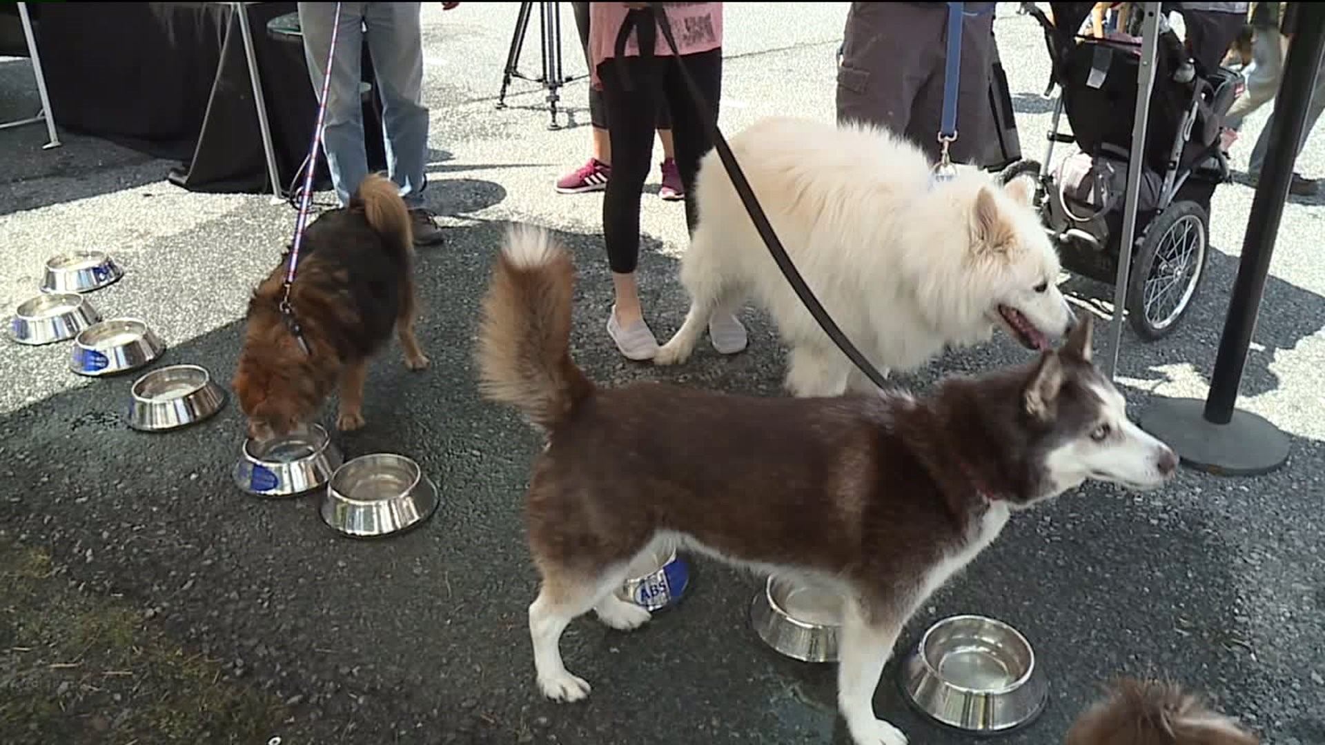 Bark Bash Brings Out the Dogs in Carbon County