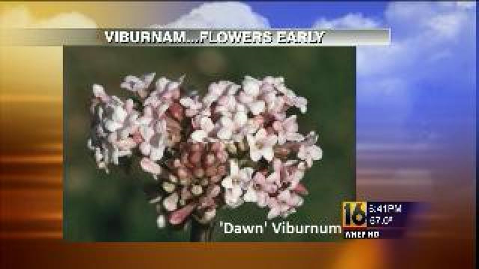 Beautify Your Backyard: Flowering Shrubs and Trees
