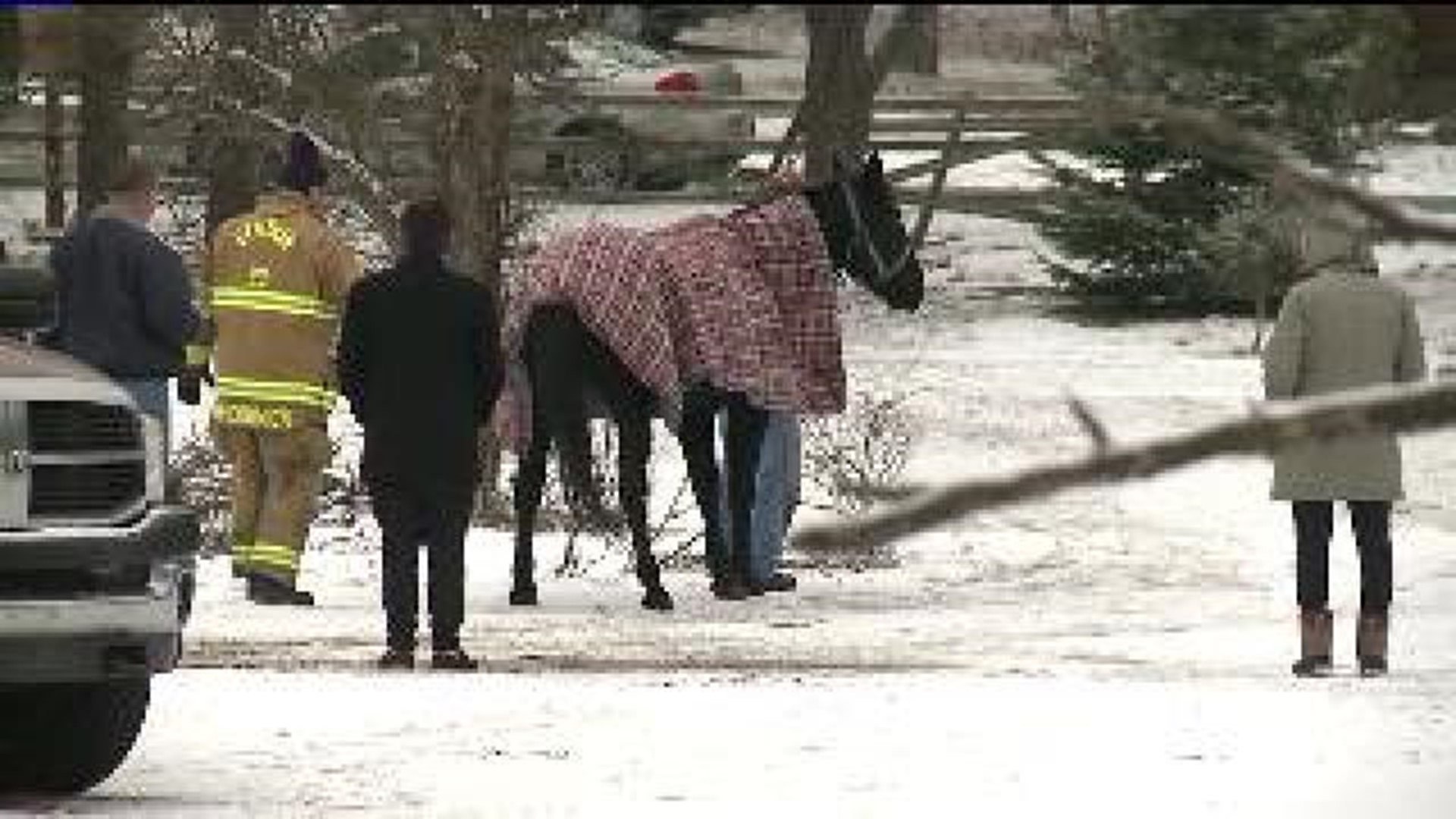 Rescuers Pull Horse From Icy Area