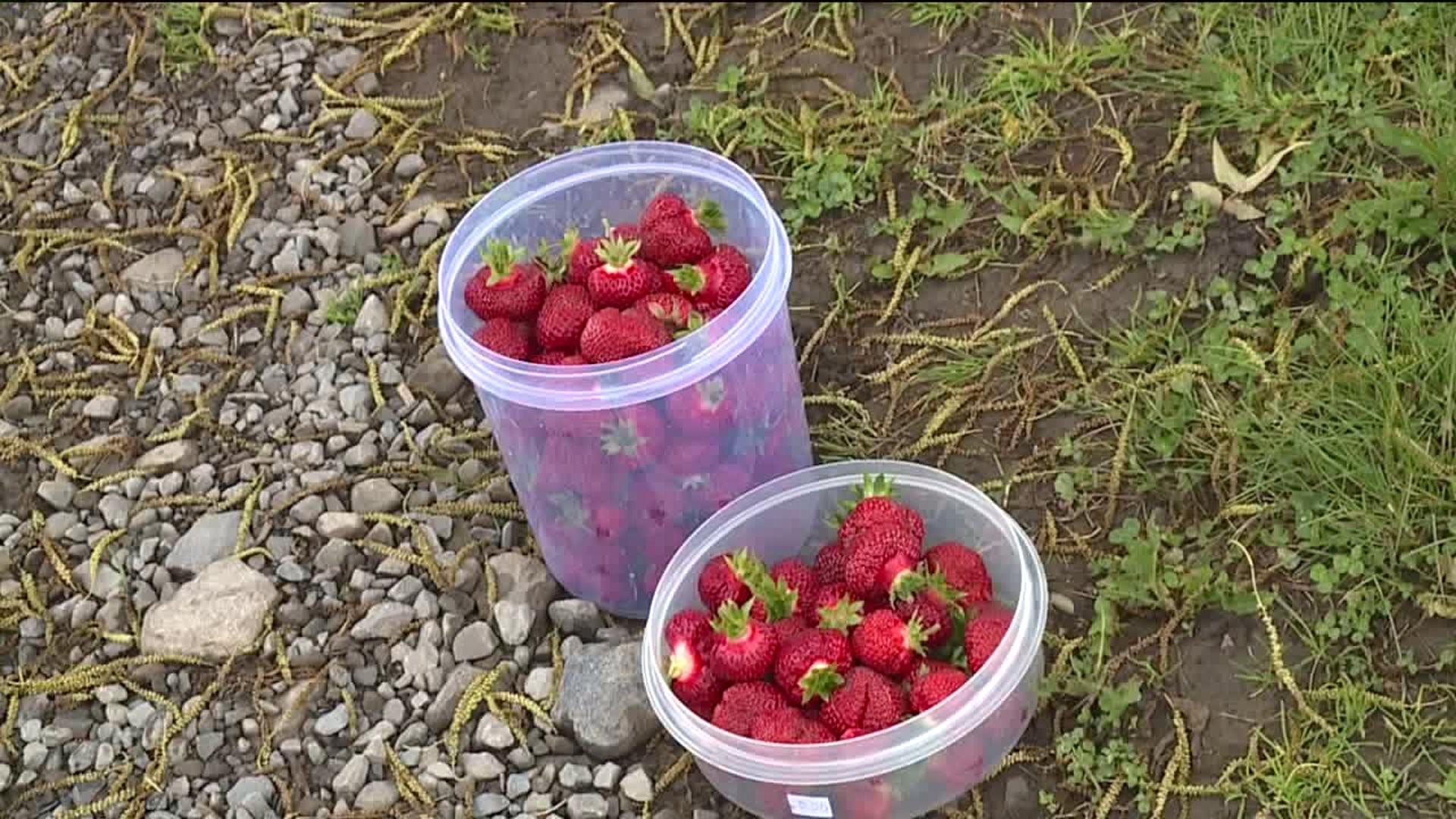 Strawberry Season Is Underway!