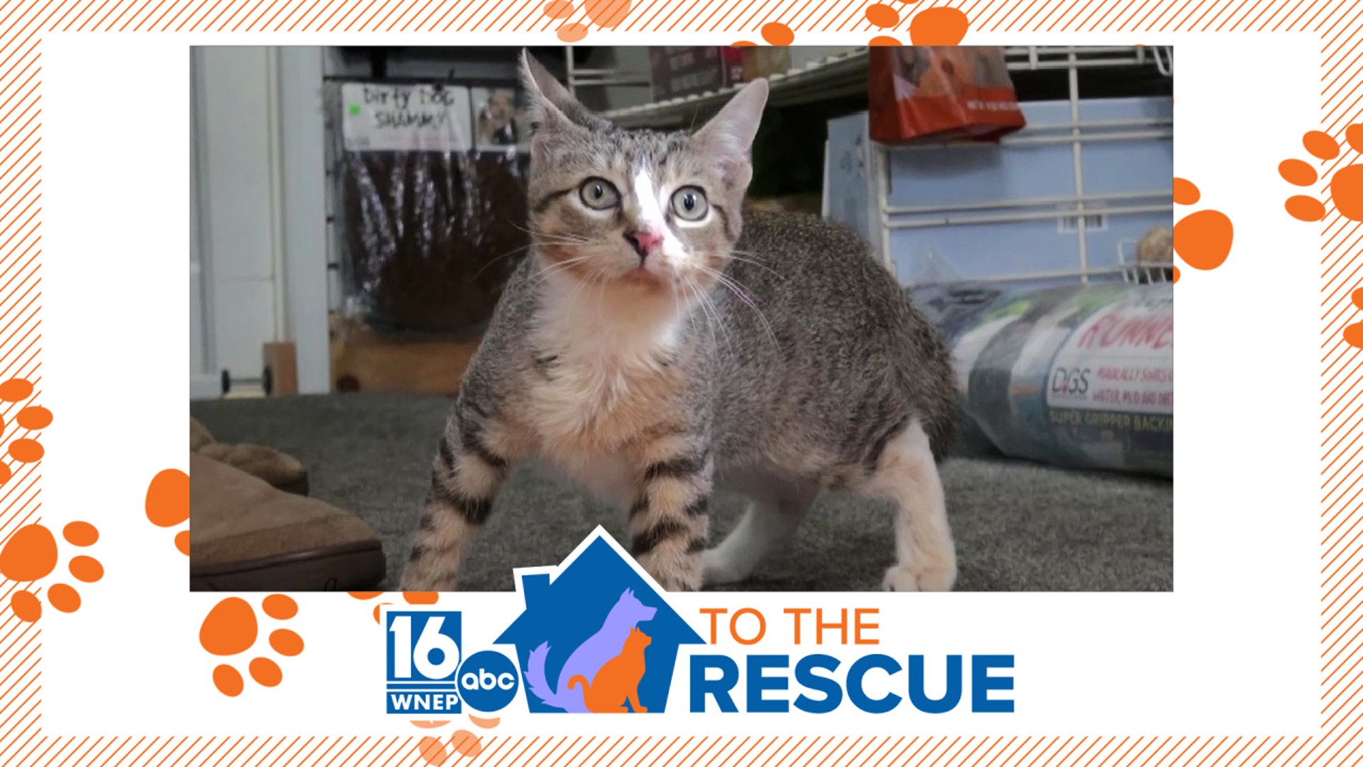 In this week's 16 To The Rescue, we meet a 4-month-old kitten who is scheduled to get a big surgery next week and needs help and a forever family and home.
