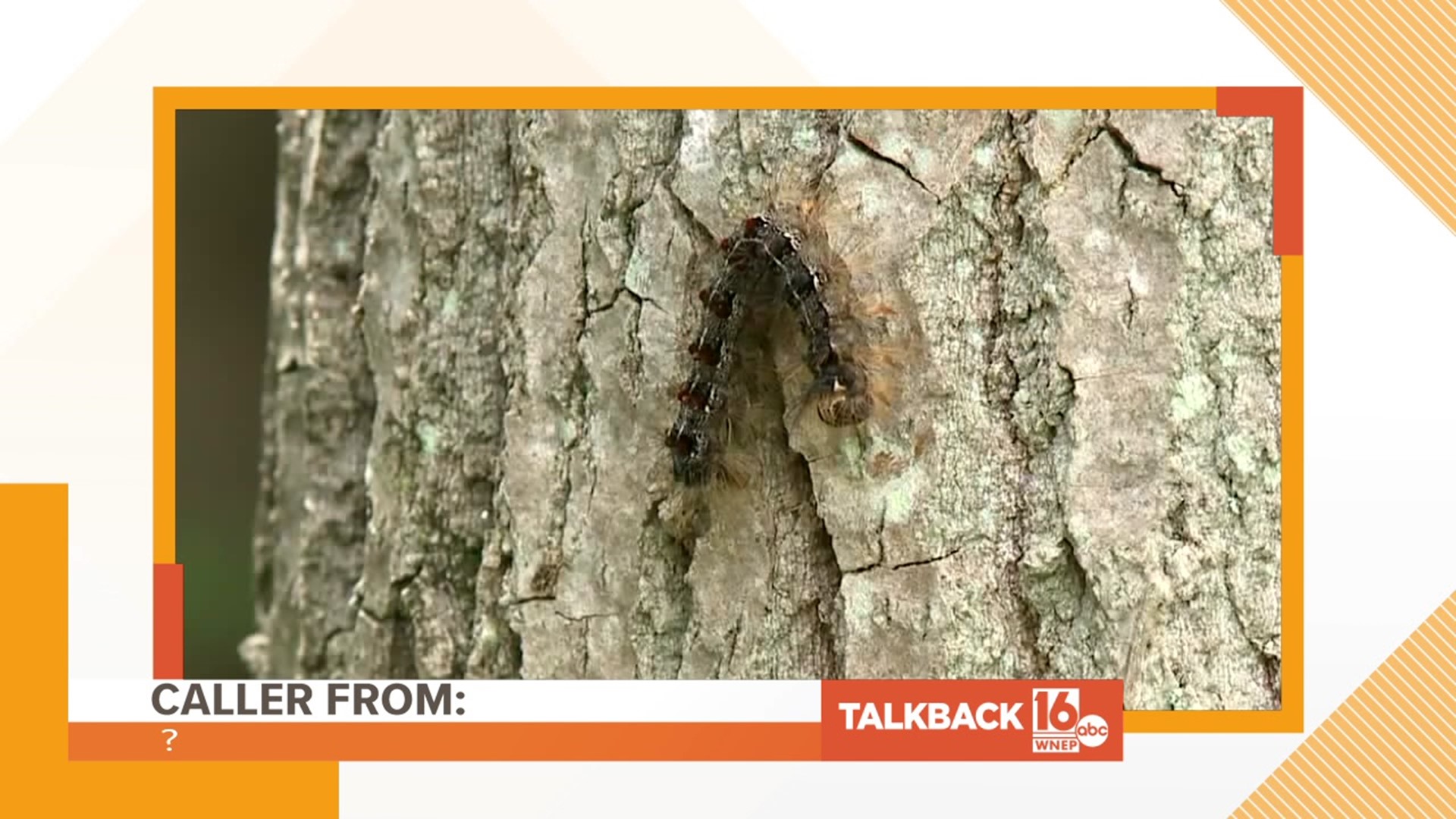 An invasive moth has a new name and that isn't going over too well with Talkback callers.