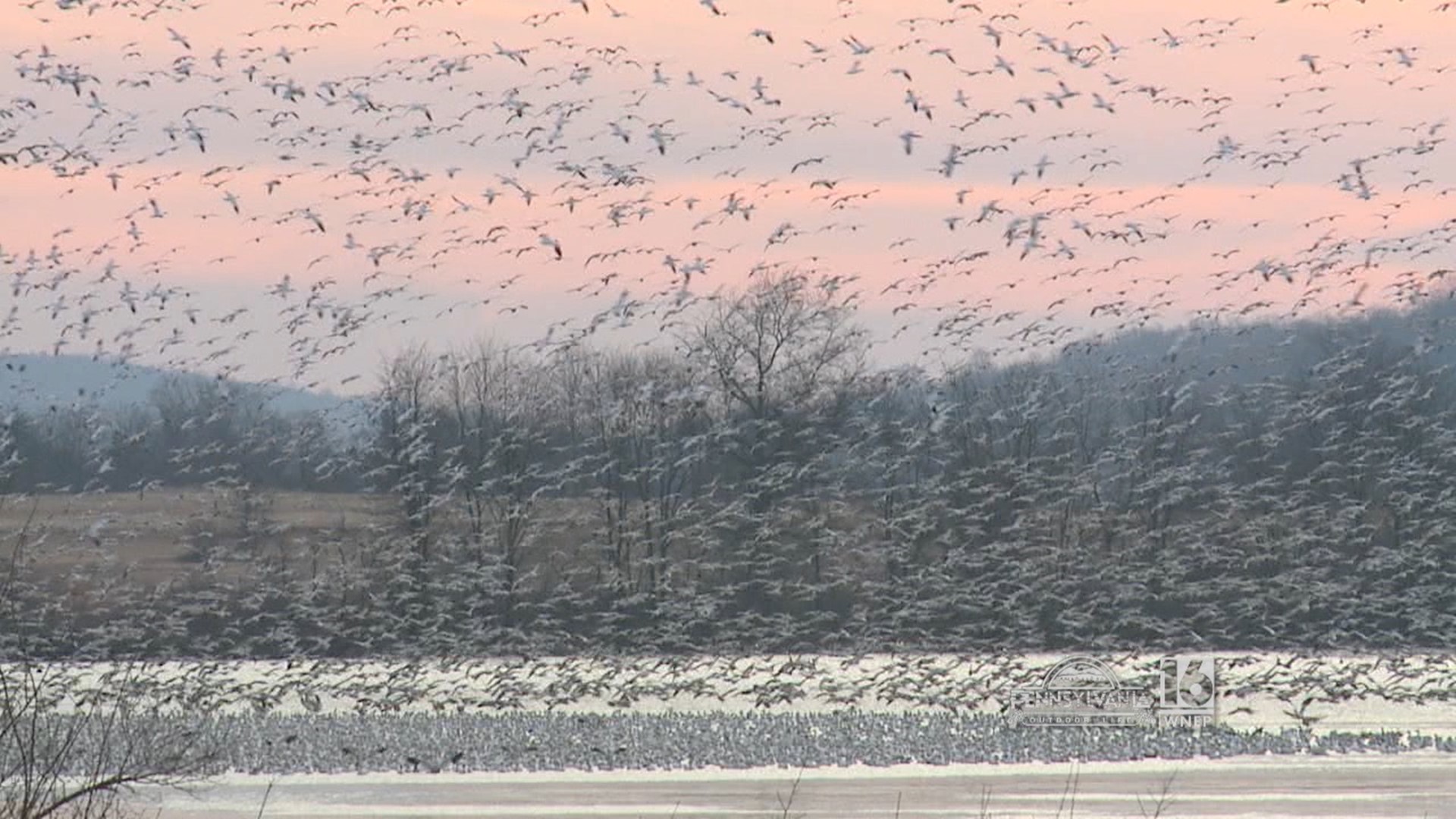 Annual Snow Goose Migration at the Middle Creek Wildlife Management Area.