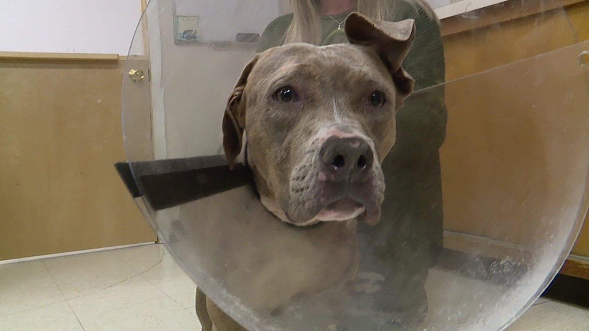 In January, SPCA workers found a dog with gunshot wounds in Wayne Township.