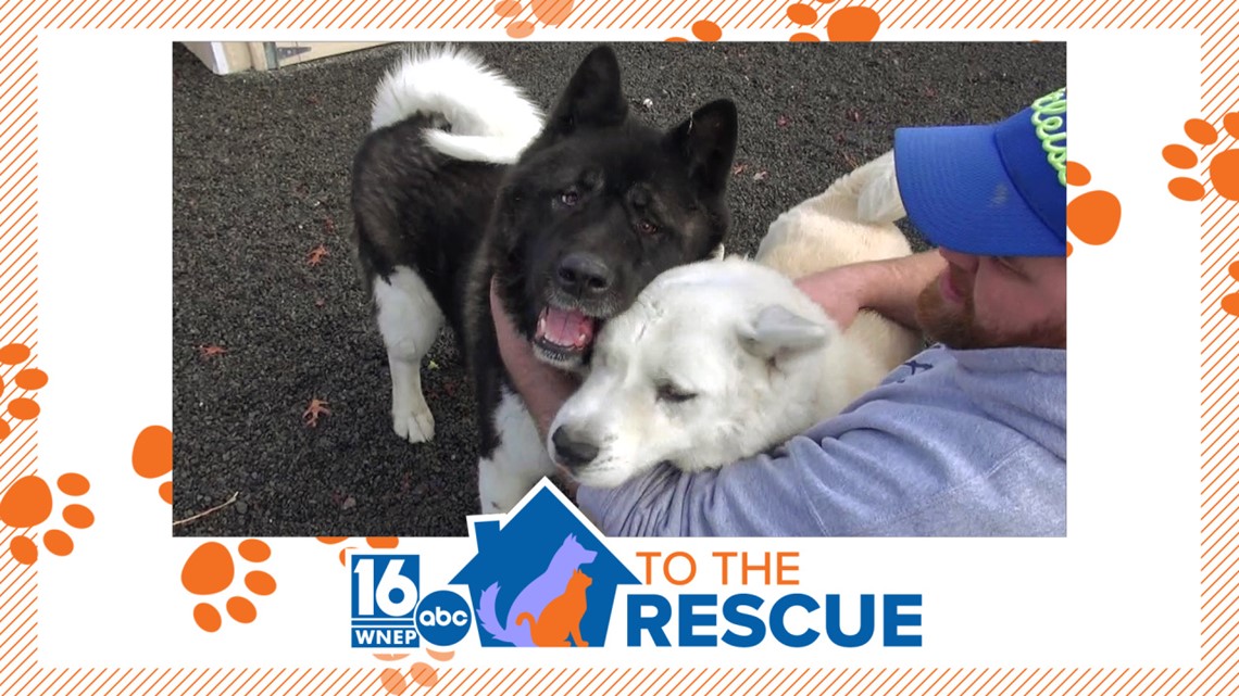 16 To The Rescue Beau and Baloo at SPCA of Luzerne County