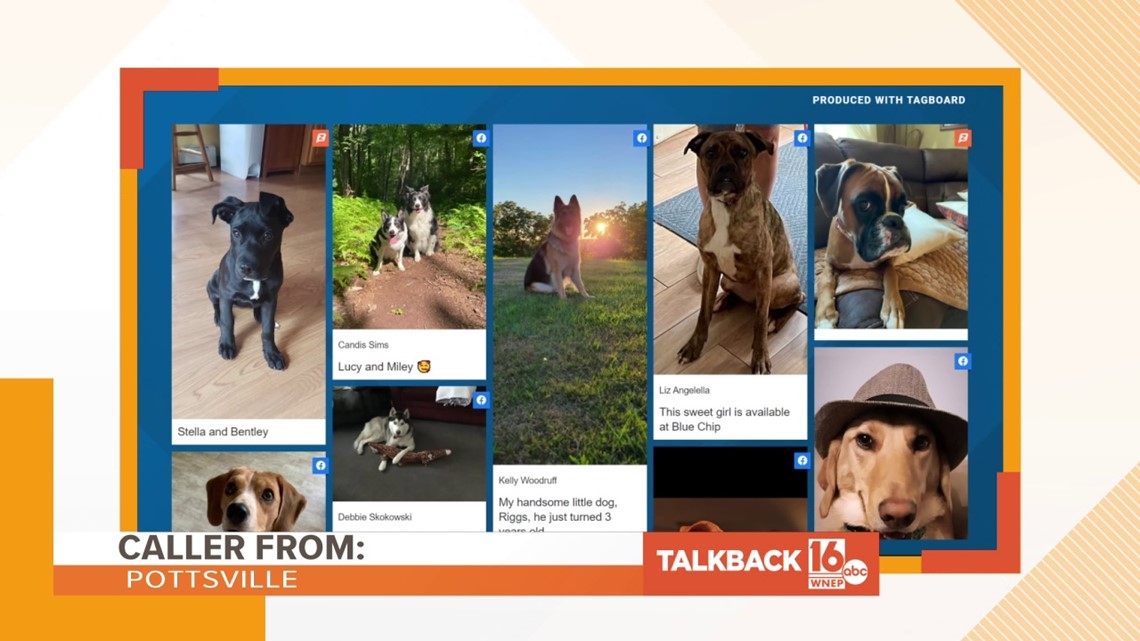 Talkback 16: Appreciation for pups - Vimarsana News