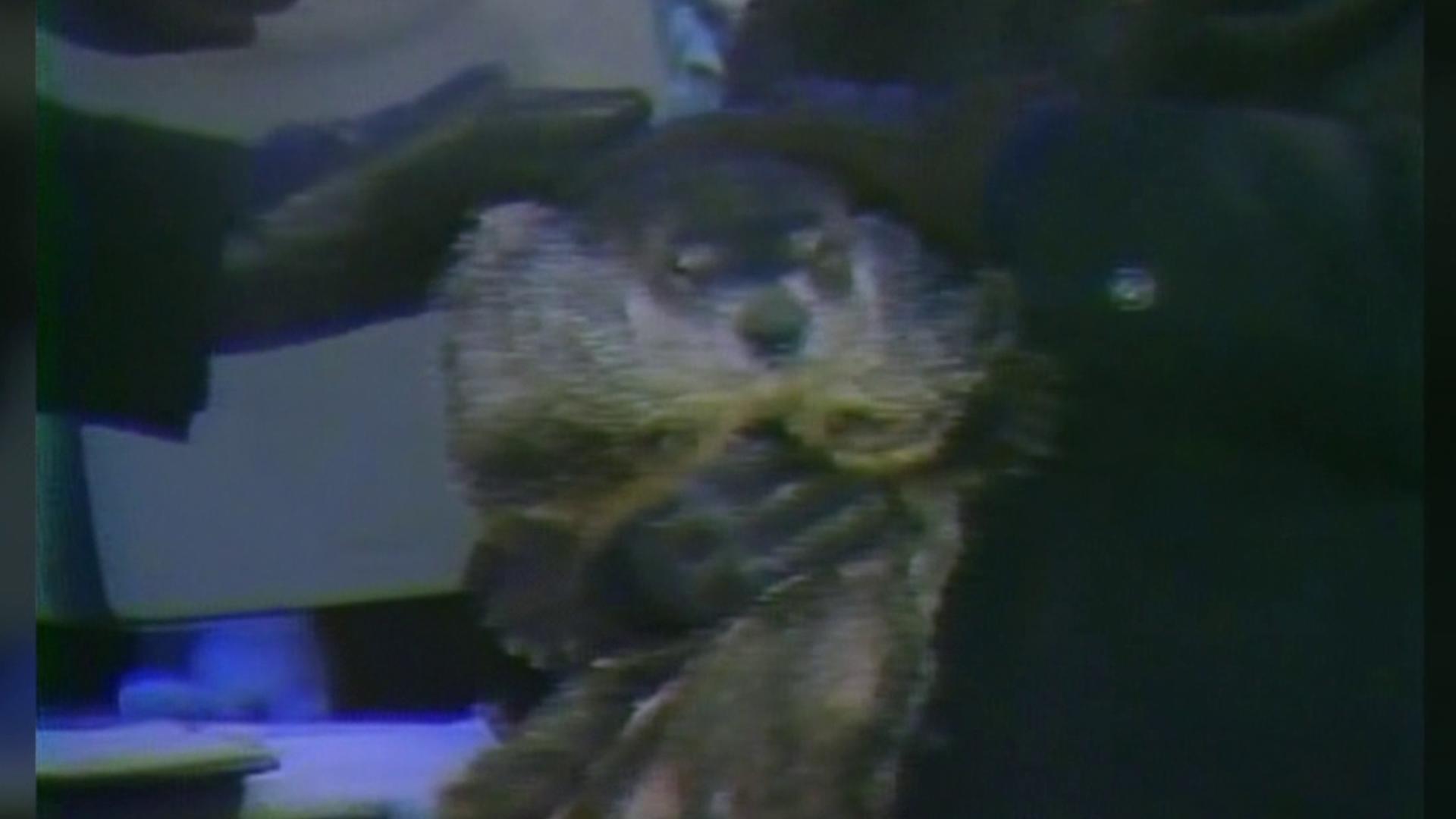 Mike Stevens takes us to Gobbler's Knob during an unrelenting winter back in 1978.