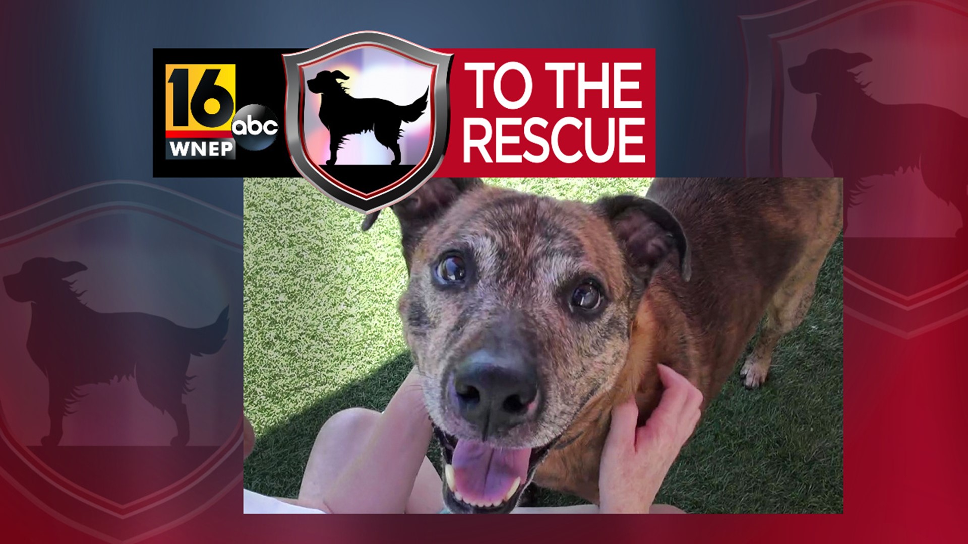 In this week's 16 To The Rescue, we meet Bruno, an 8-year-old pit bull/terrier mix who is grieving the loss of both his human and his home.