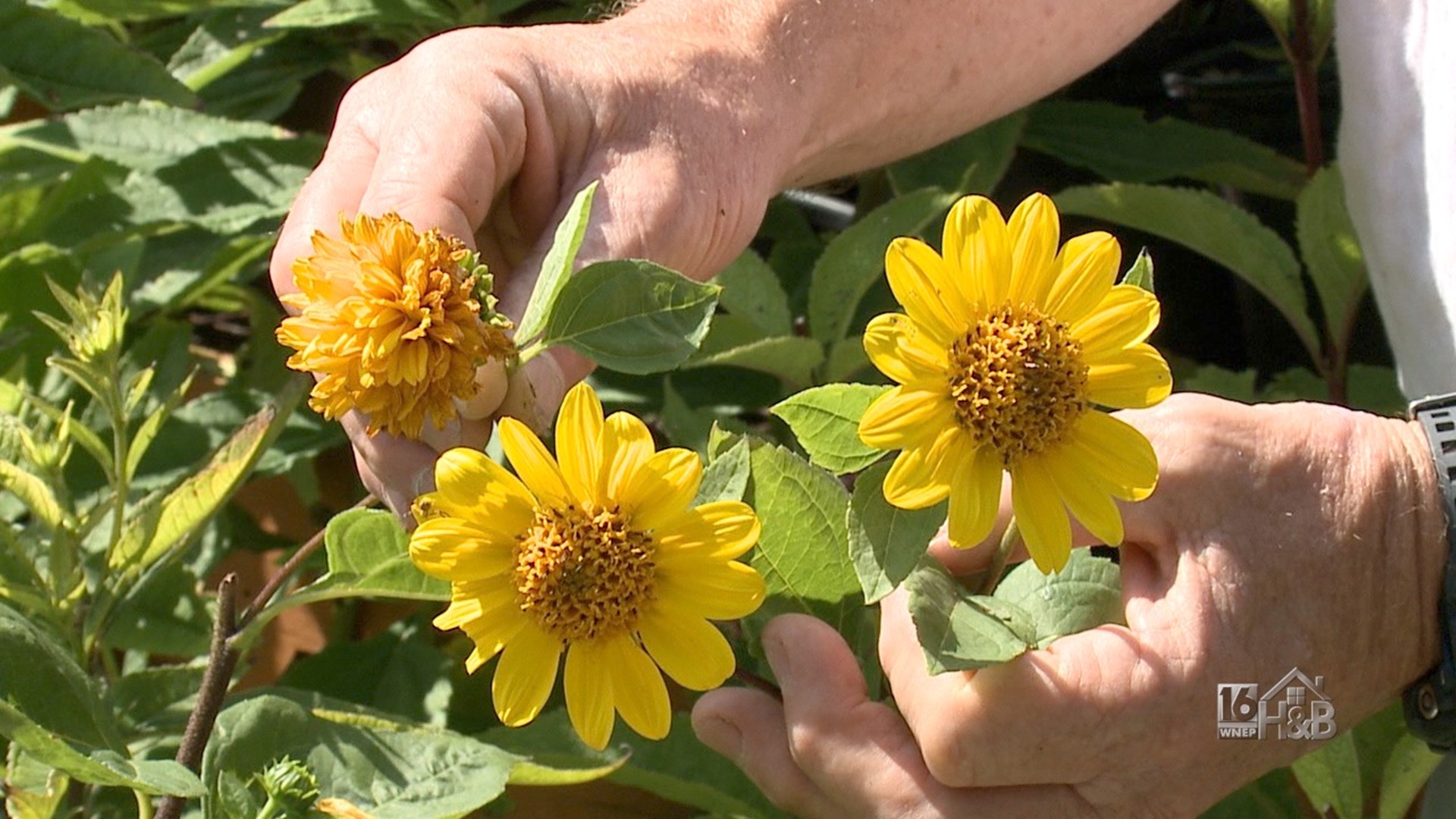Your Favorite Late Summer Yellow Blooms Are Here!