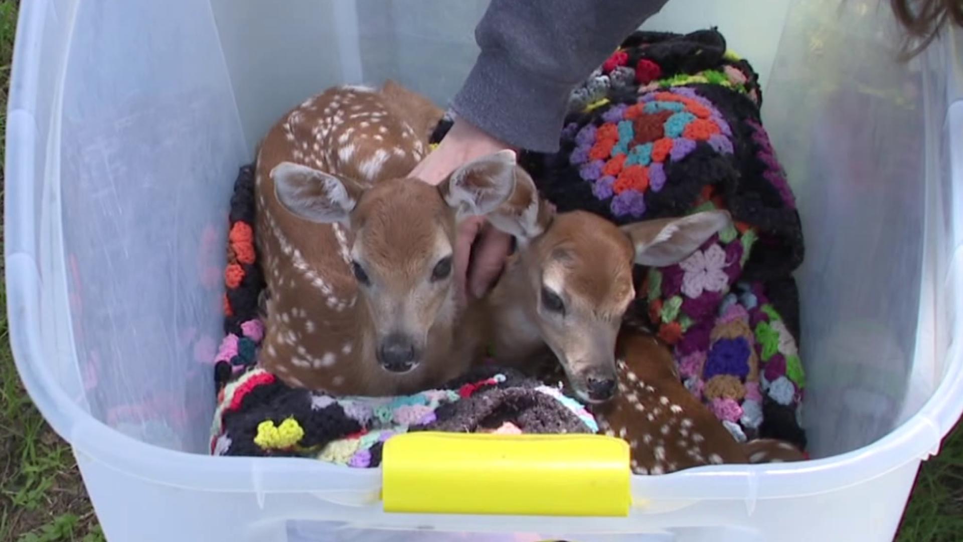 Newswatch 16's Emily Kress spoke with wildlife experts in the Poconos about what you need to know if you come across a fawn.
