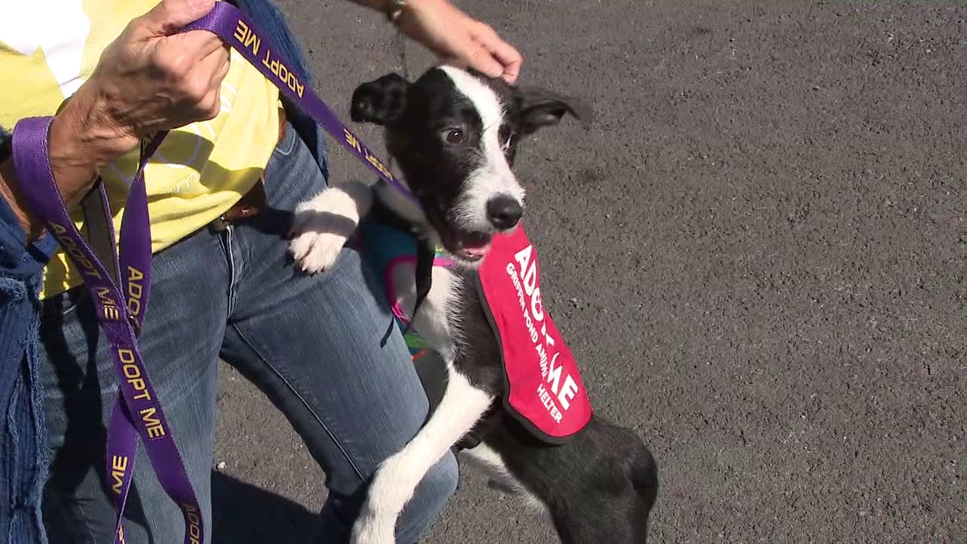 An animal shelter in Lackawanna County is raising money to benefit furry friends.