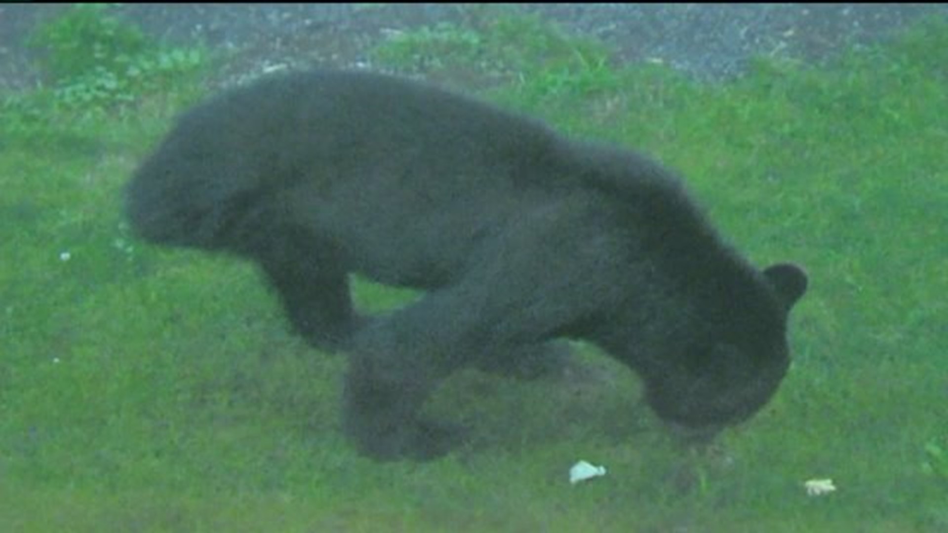 Three-Legged Bear Spotted In Poconos