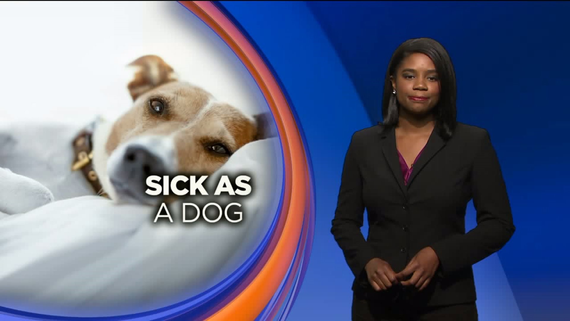 Veterinarian Offers Tips to Prevent Dog Flu