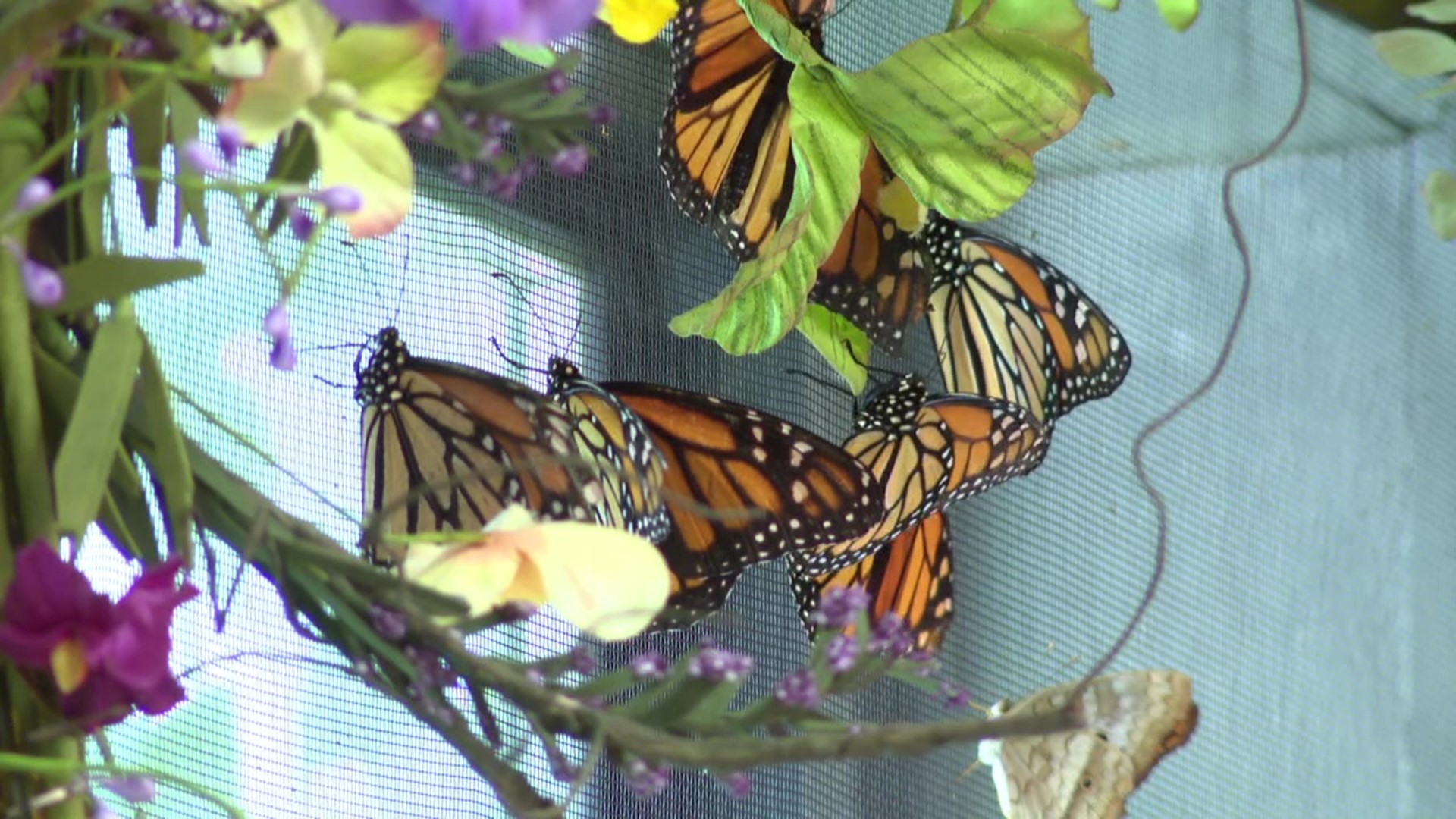 The International Union for Conservation of Nature declared the migratory monarch butterfly.