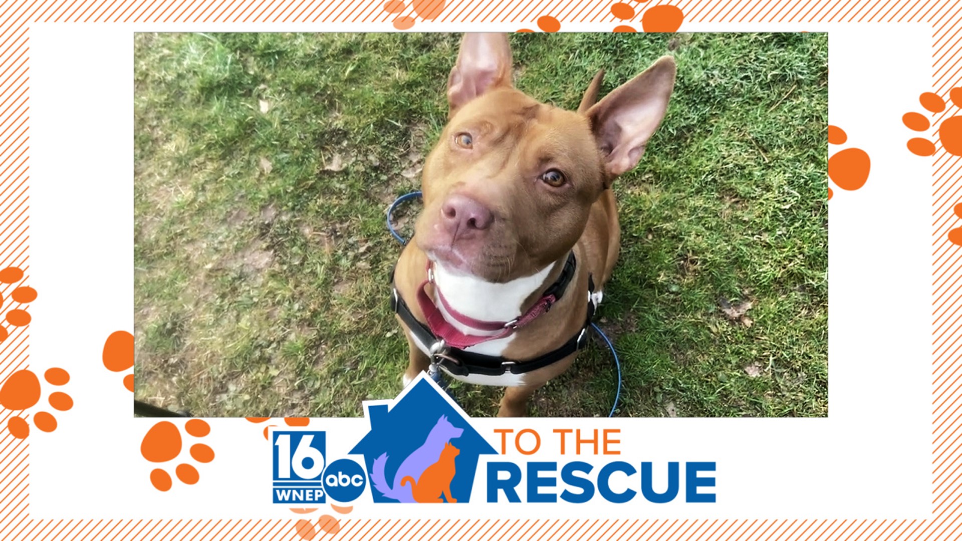 In this week's 16 To The Rescue, we meet Butter, a 3-year-old bull/terrier mix who has not had any interest in the six months since she's been rescued.