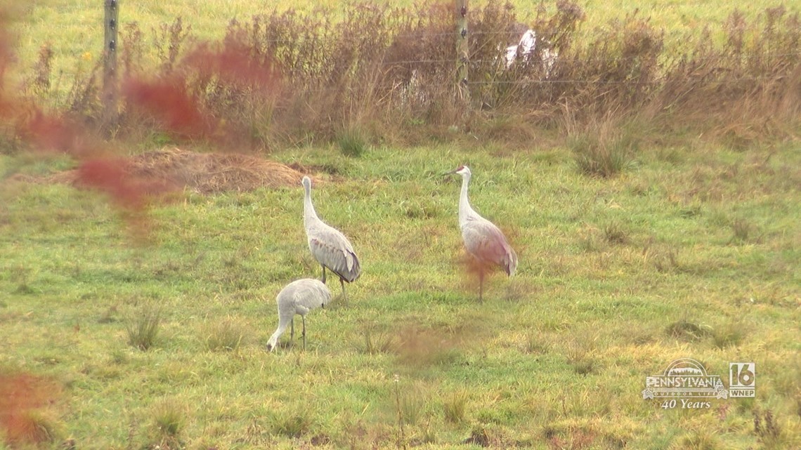 Sandhill Cranes Spotted in Pennsylvania