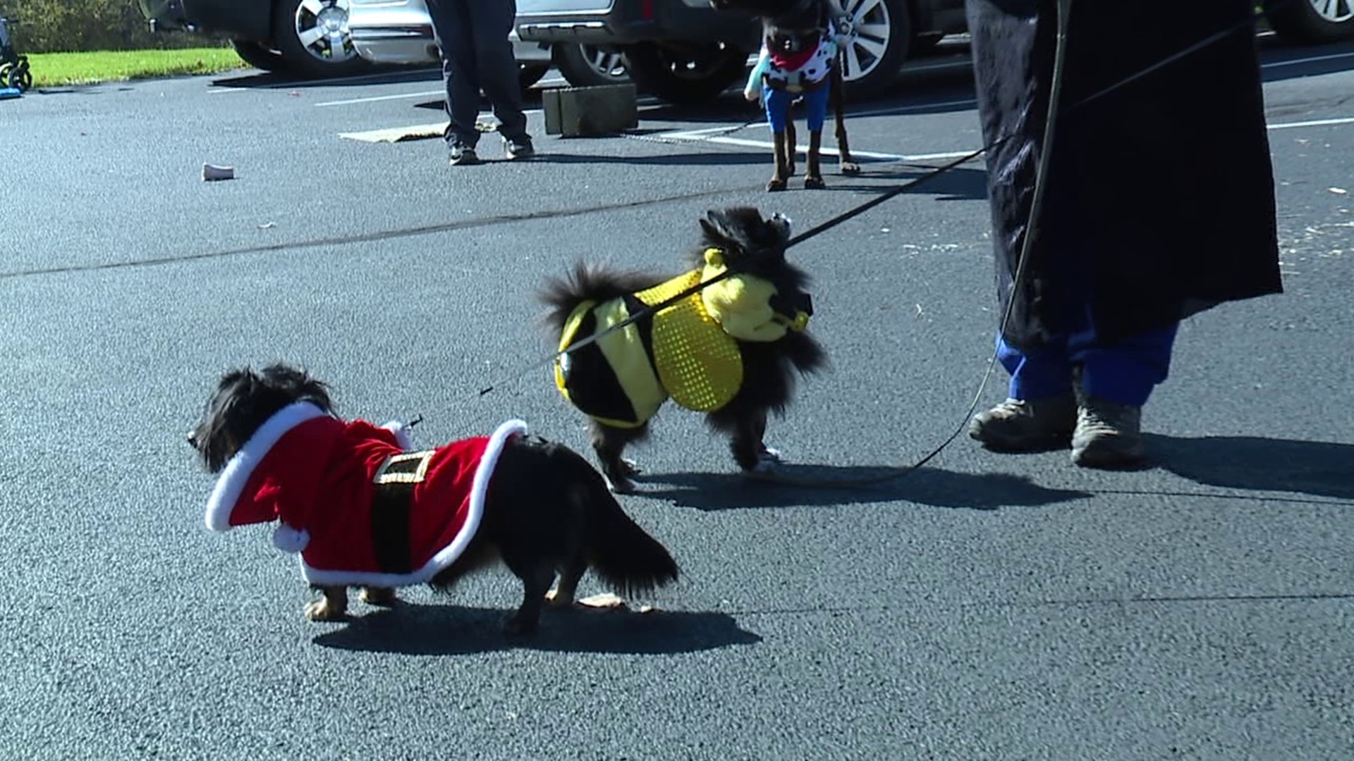 A church in Waverly hosted a special event for pets Saturday.