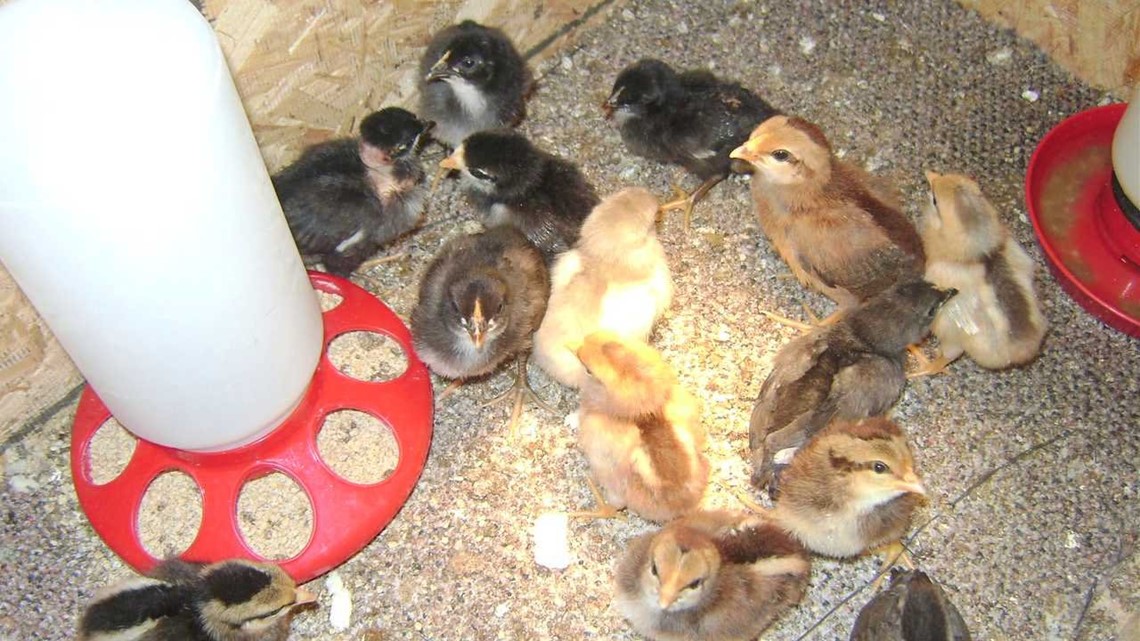 Crews Respond To Fire, Find Nearly 100 Chickens In Basement