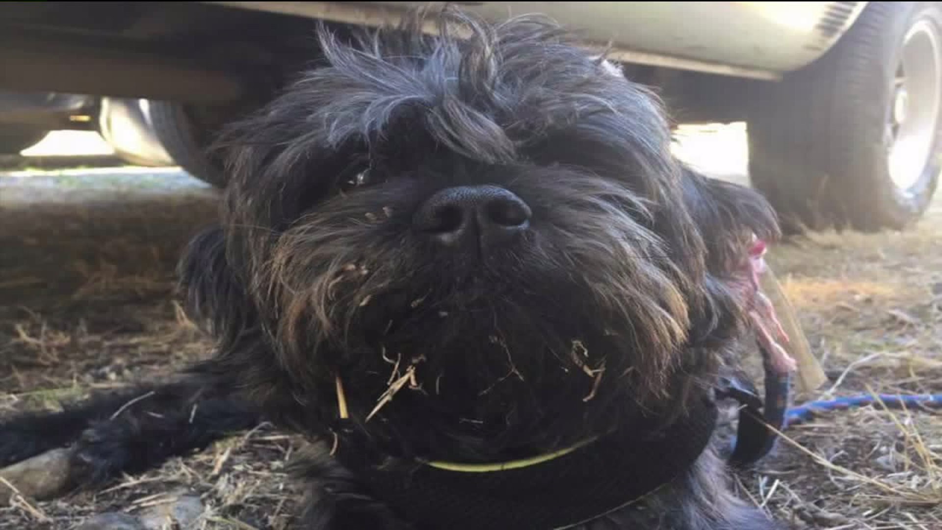 Search for Dog Missing after Interstate 80 Crash