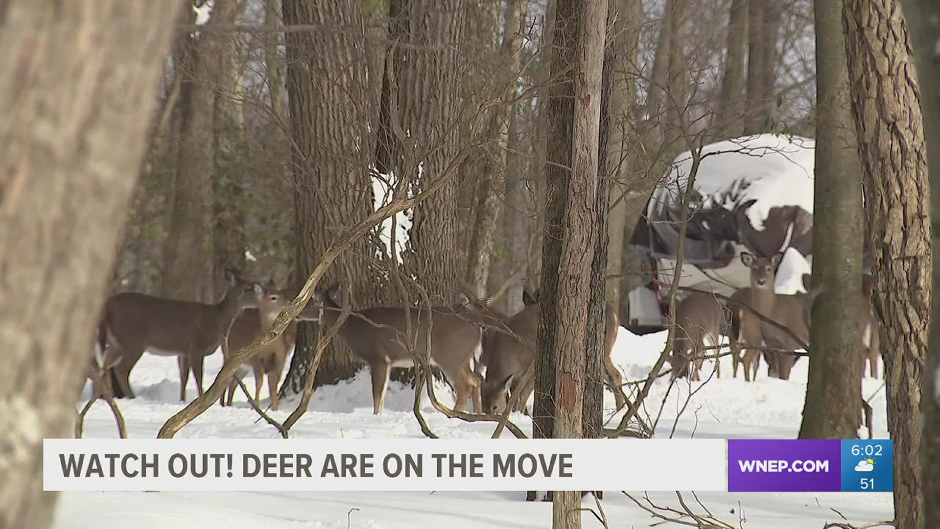 They come out of nowhere and can do a mess of damage to your vehicle. We are in mating season for whitetail deer and they are everywhere, especially in the Poconos.