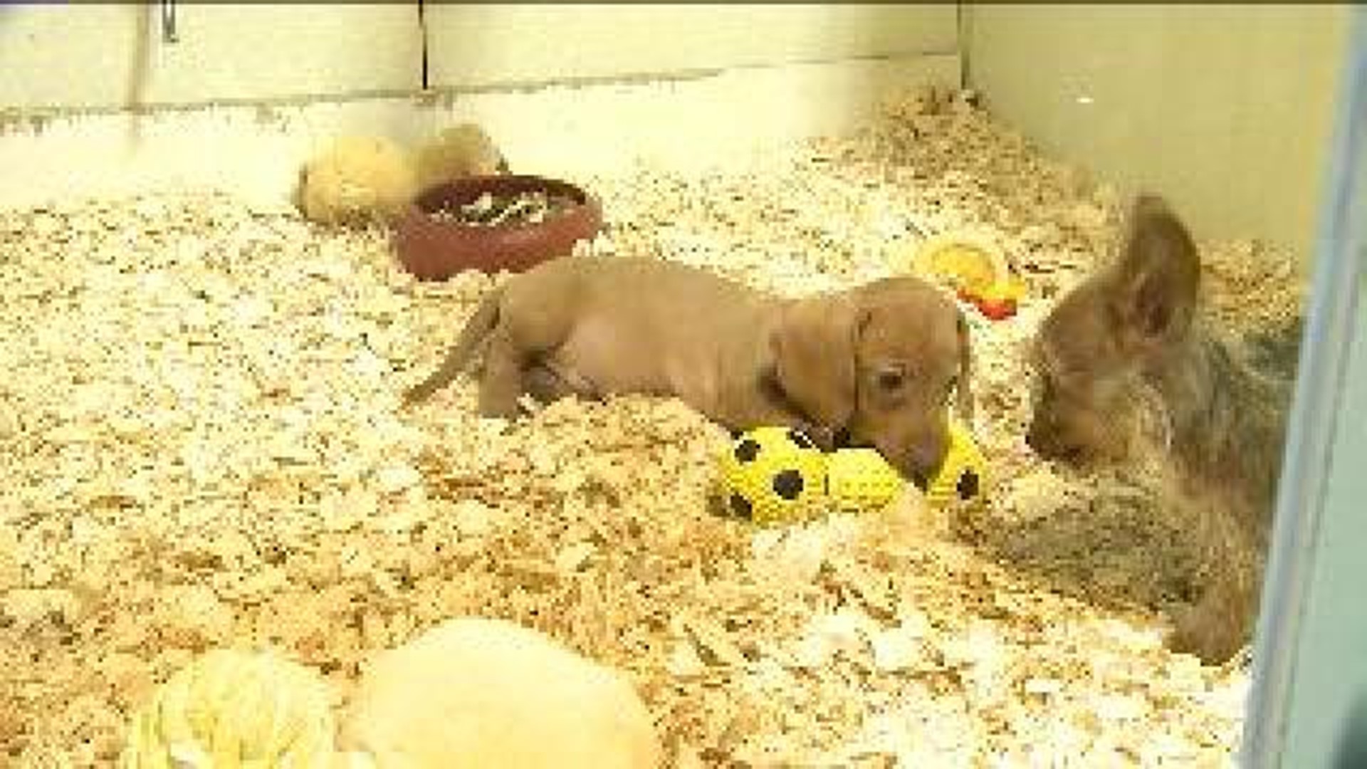 10-Week-Old Puppy Stolen from Country Junction