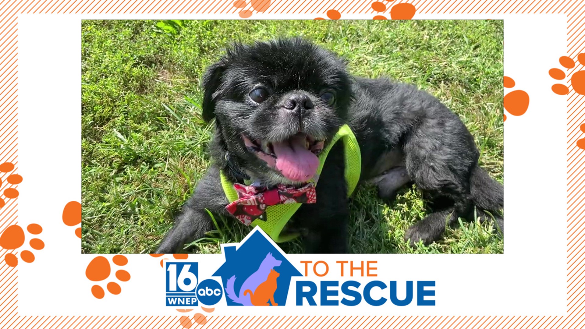 In this week's 16 To The Rescue, we meet a 5-year-old dog who was neglected most of his life, and was finally surrendered about a month ago, now ready to be adopted.