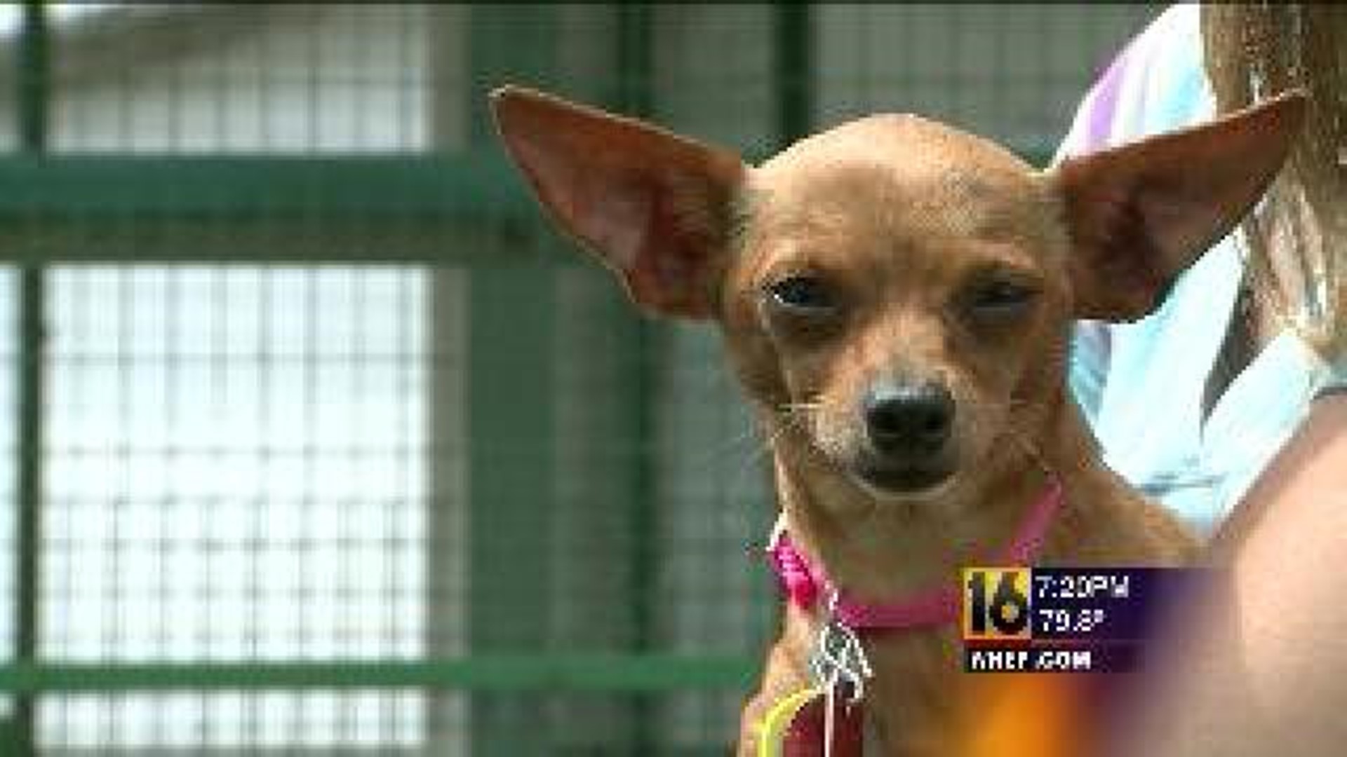 Chihuahuas Adopted in Luzerne County
