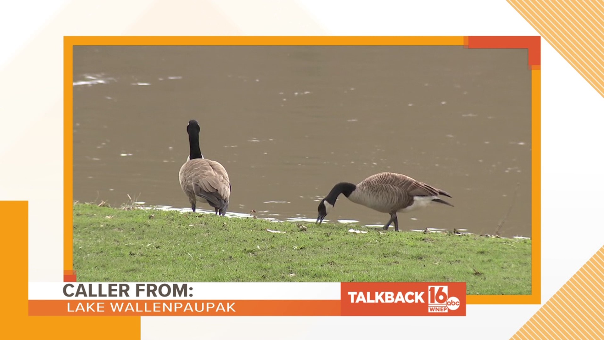 Here is another Talkback 16 segment featuring calls about the Bloomsburg geese.