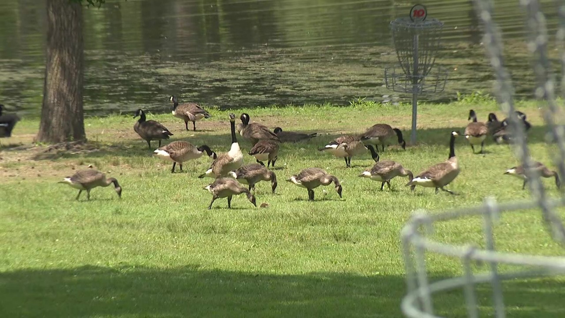 Officials have decided against a plan to euthanize geese in a park in Columbia County.
