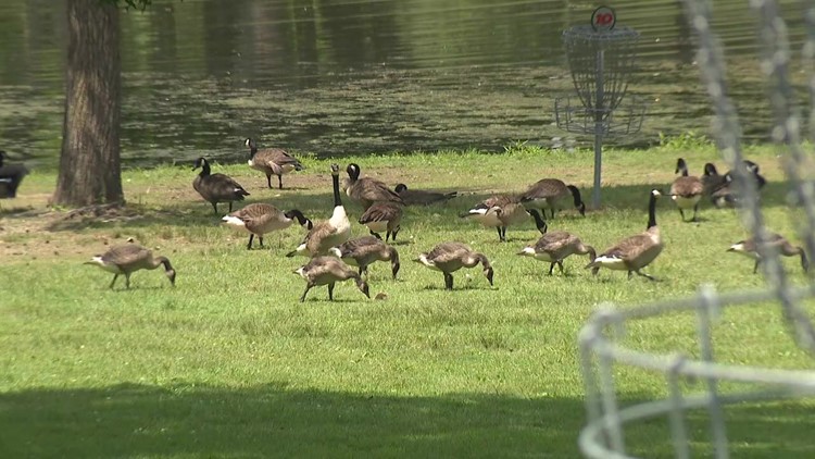 Geese in Bloomsburg Town Park get reprieve