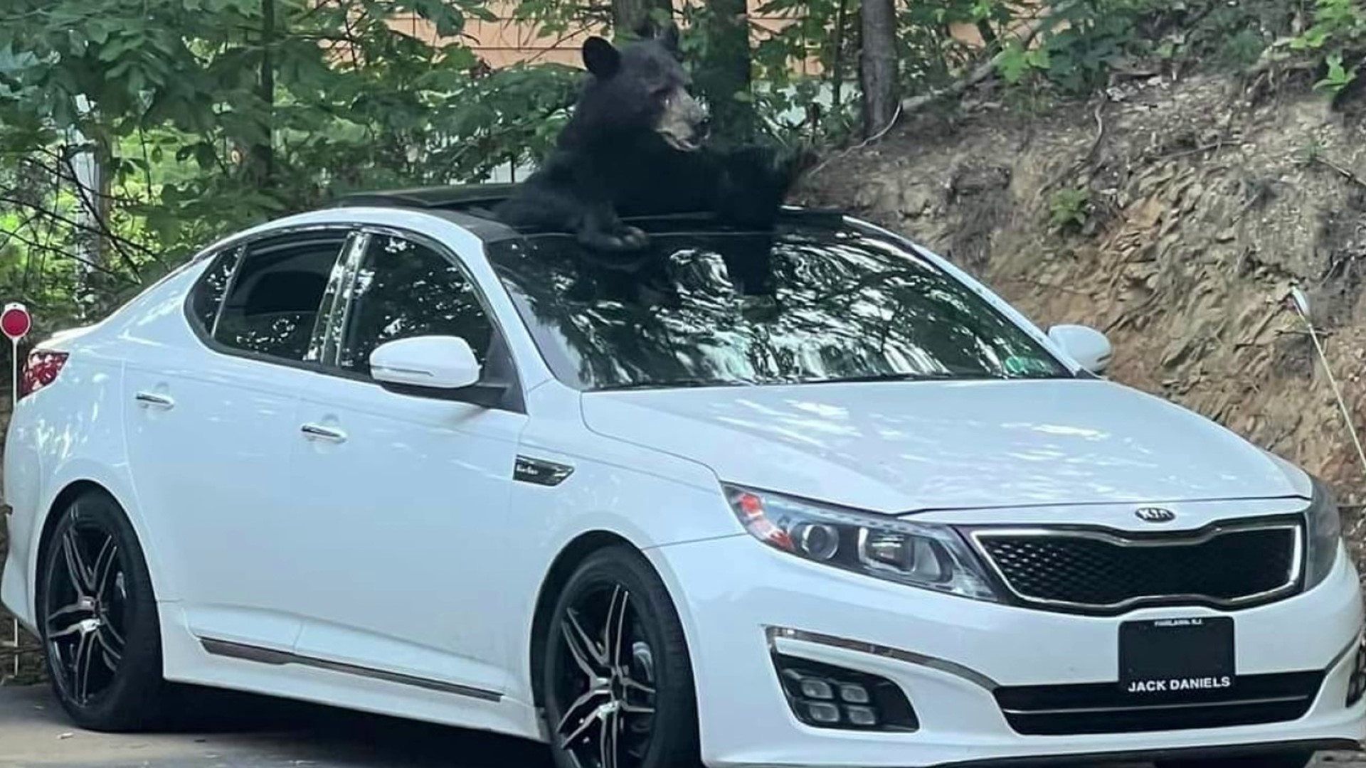 Little did this family know, a furry peanut robber was on the loose in Gatlinburg, Tennessee.