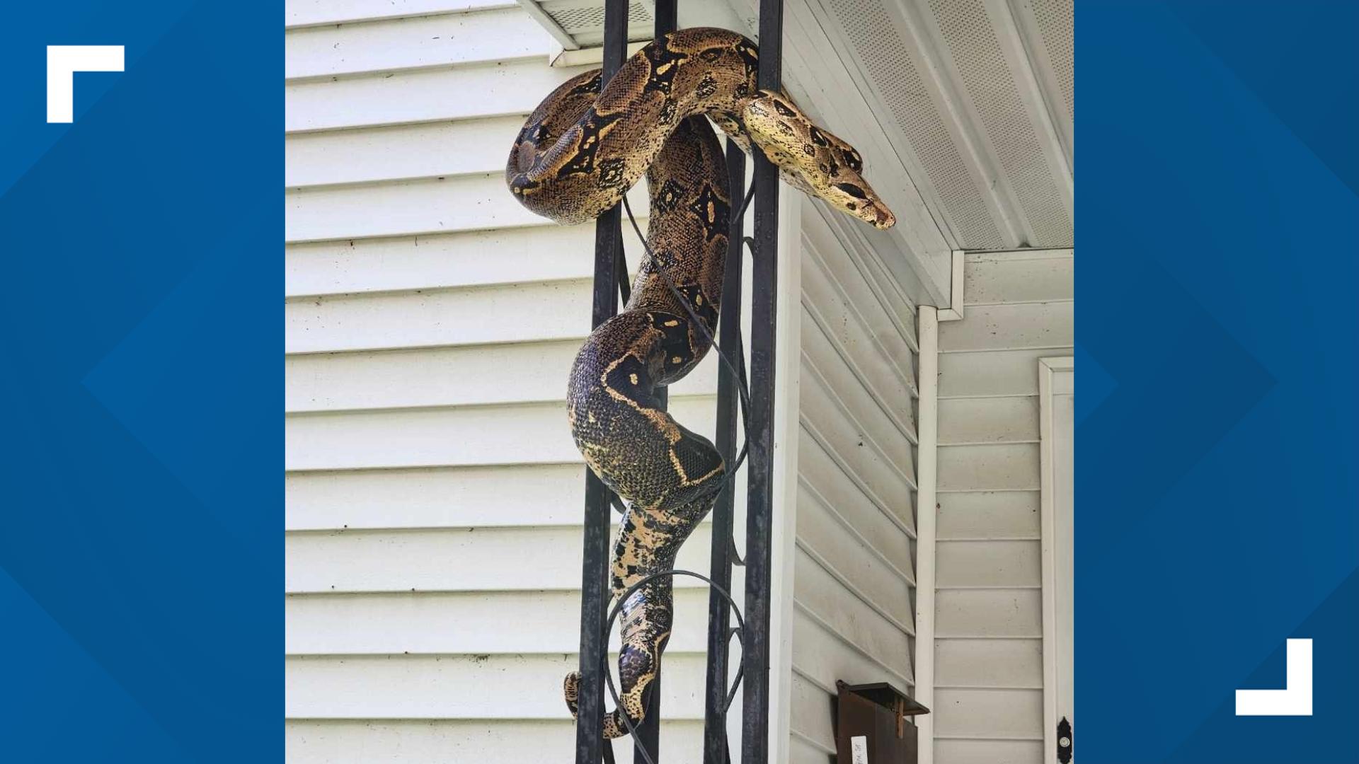 The search for Elizabeth, a domesticated red-tail boa constrictor, is over after it was found in a yard not far from its home Sunday evening.